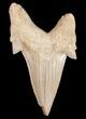 Large Otodus Shark Tooth Fossil #11537-1